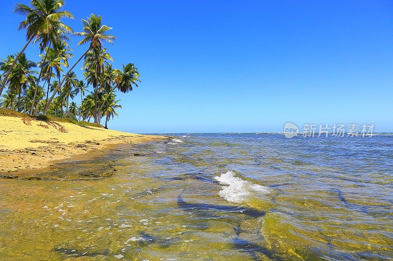 热带天堂:田园诗般的Praia do Forte海滩日出，巴伊亚，巴西